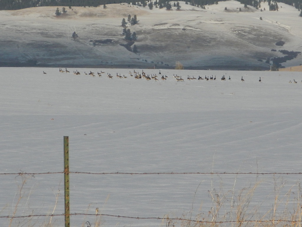 canadian geese nesting in farm field winter in montana