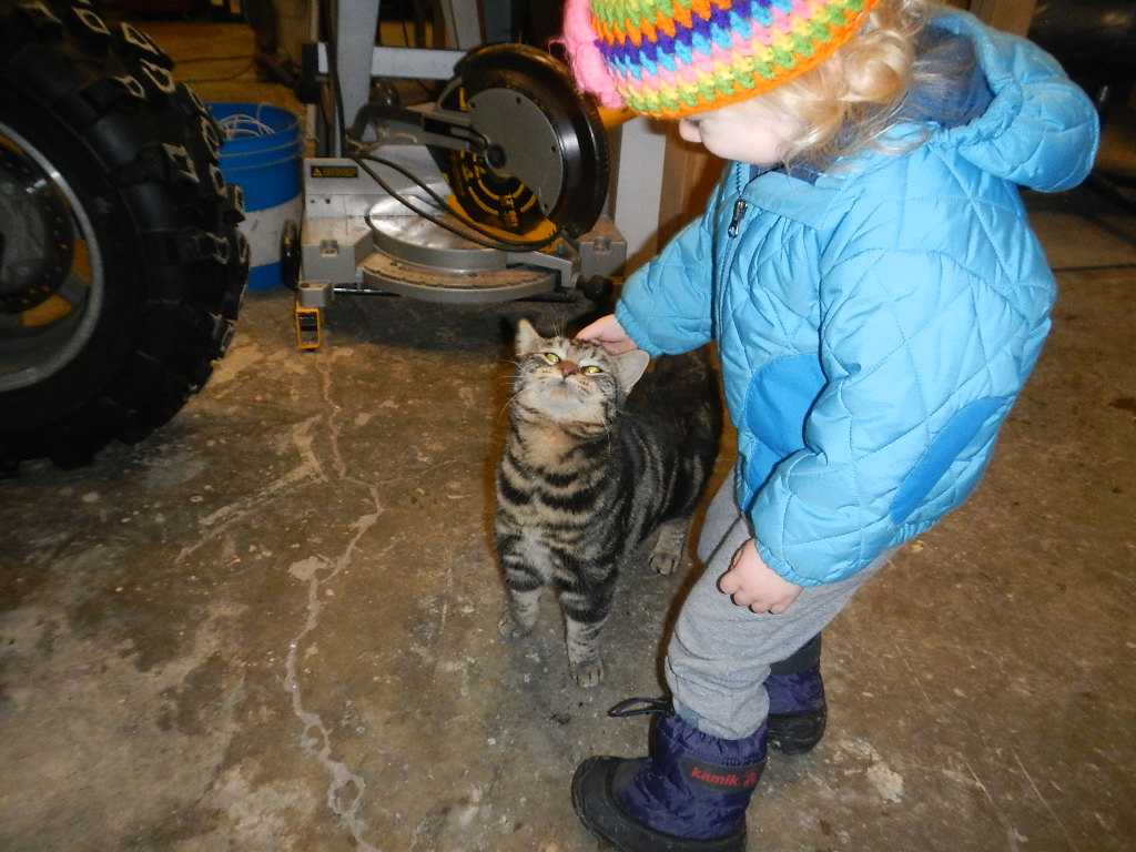 acclimating an outdoor barn cat to a new house property