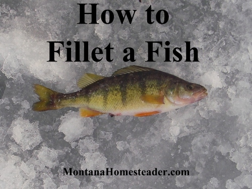 How to Fillet a Fish from Montana Homesteader
