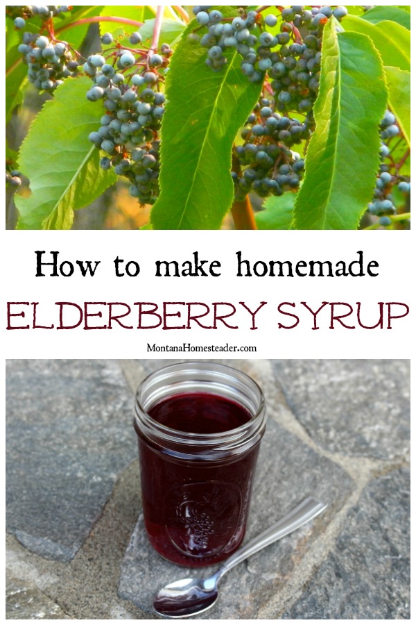 wild elderberries growing on a bush and jar of homemade elderberry syrup
