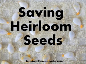 Saving Heirloom Seeds For Vegetable Gardening
