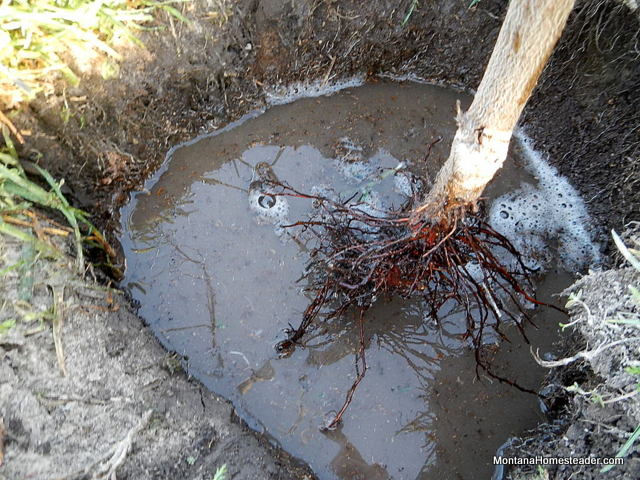 how big to dig the hole when planting a plum fruit tree