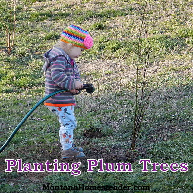 How to plant plum trees 