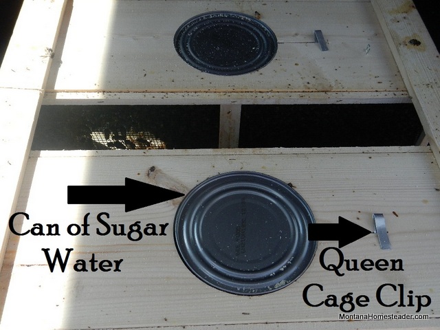 How honey bees packages are transported with can of sugar water and queen cage