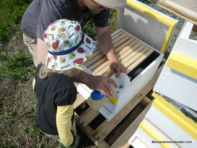 hiving honey bees and feeding sugar water syrup to feed the bees