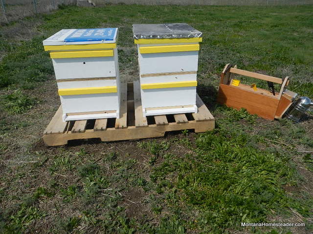 gentle approach to hiving honey bees into Langstroth bee boxes