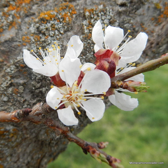 apricot flower blossom in spring