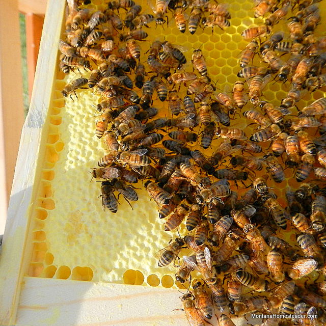 honey comb in a honey bee hive