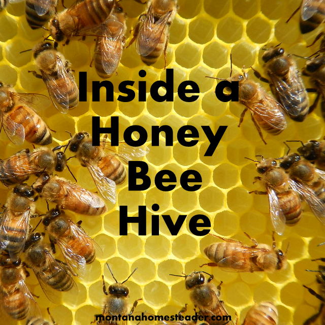 a look inside a honey bee hive