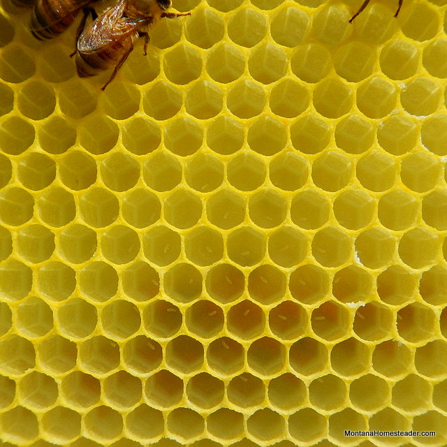 honey bee eggs in a bee hive