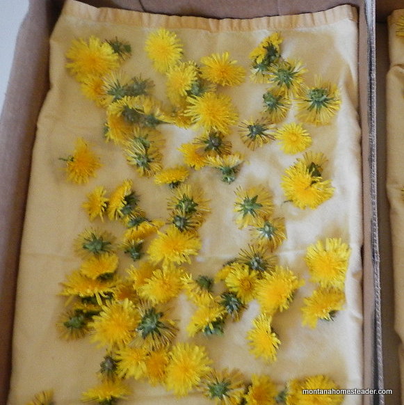 drying dandelions for infused massage oil and how to make homemade dandelion salve