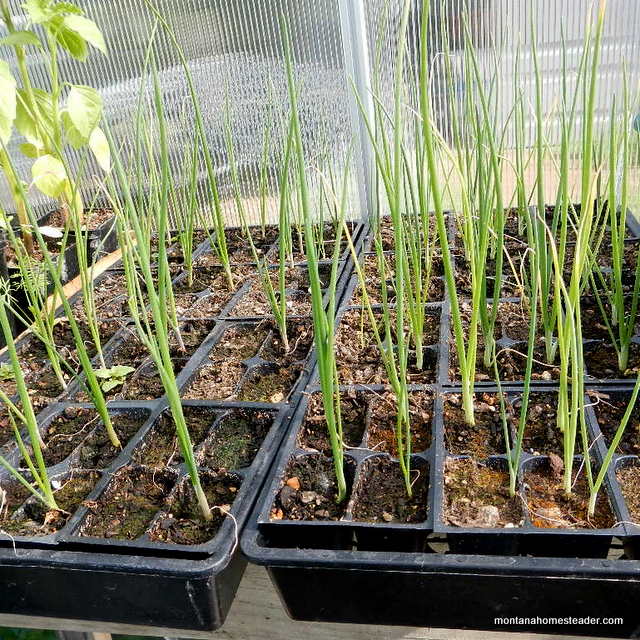 Growing onion starts in a greenhouse
