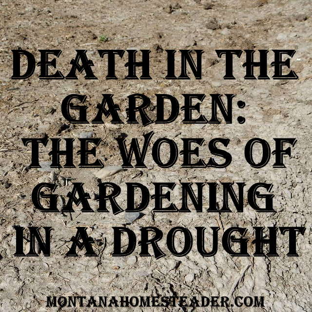 Death in the Garden and the Woes of Gardening in a Drought