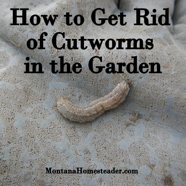 How to Get Rid of Cutworms in the Garden. How to identify them and 5 ways to organically deal with them.