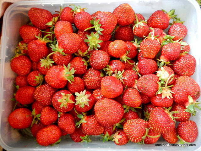 Fresh local strawberries to make homemade honey sweetened strawberry freezer jam