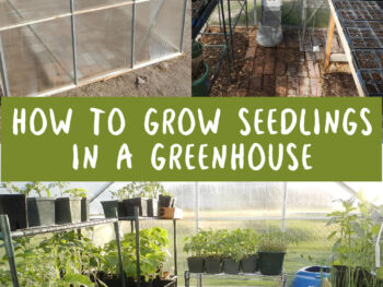 Learn how to grow seedlings in a greenhouse how to heat install shelves water seeds and seedlings