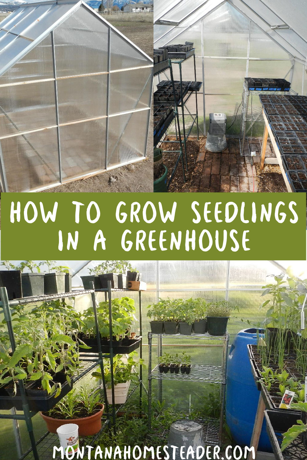 Learn how to grow seedlings in a greenhouse how to heat install shelves water seeds and seedlings