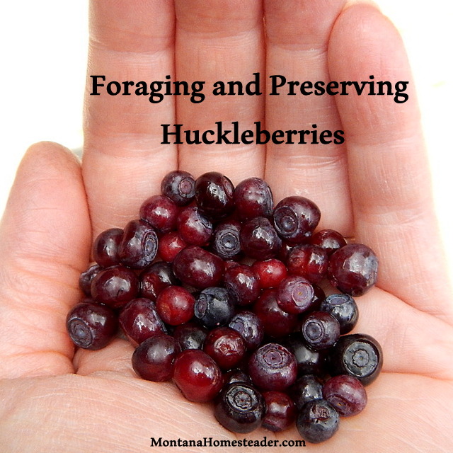 How to forage and preserve wild huckleberries in Rocky Mountains Montana Homesteader
