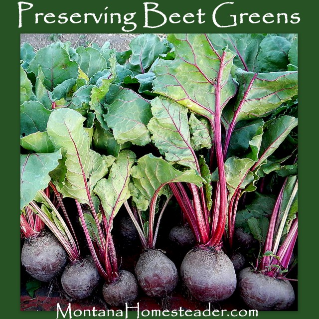 How to preserve beet greens Montana Homesteader