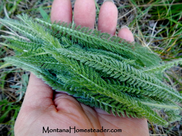 Wild harvesting yarrow to make infused oil for medicinal first aid salve Montana Homesteader