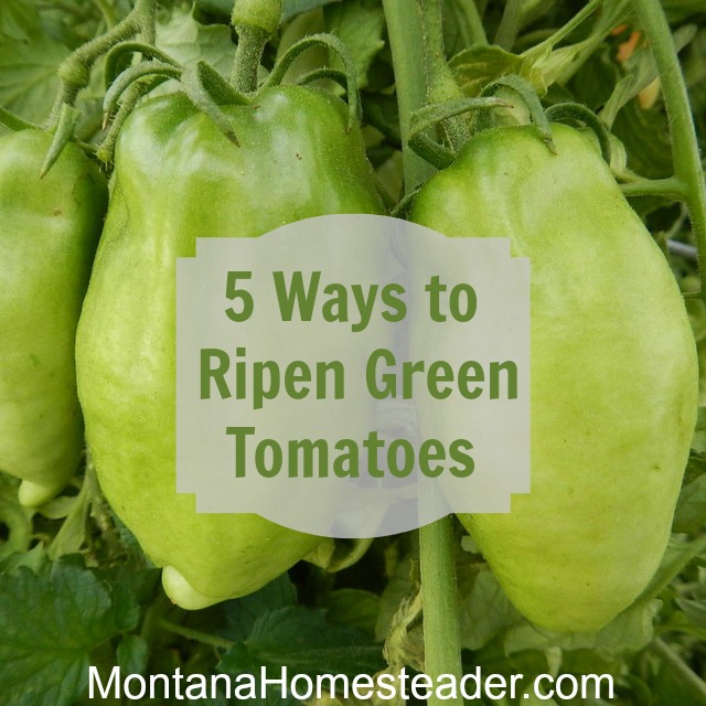 5 ways to ripen green tomatoes indoors. Montana Homesteader