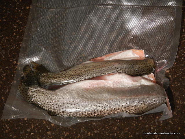 How to preserve trout by freezing it | Montana Homesteader
