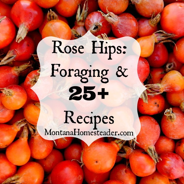 Rose hips foraging and over 25 recipes for how to use them | Montana Homesteader