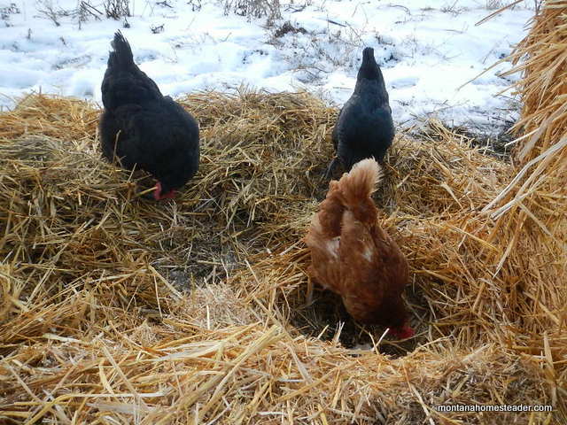 chickens scratching and pecking in straw and dirt in the garden | Montana Homesteader
