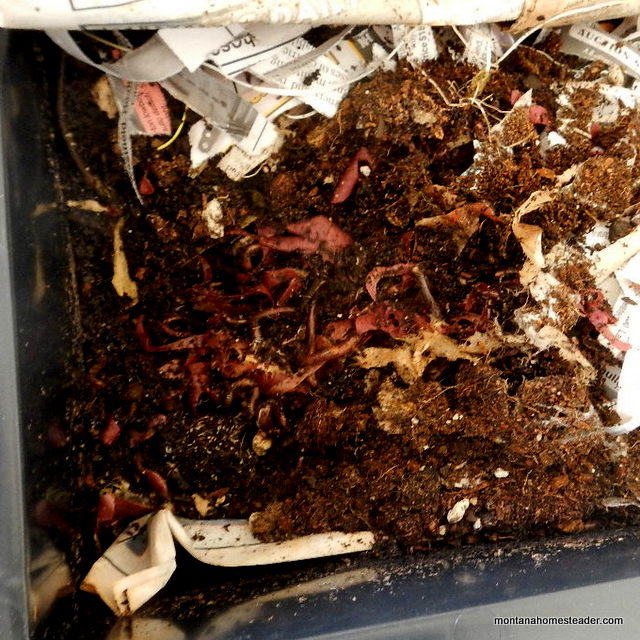 how red wiggler worms compost food scraps in a worm bin