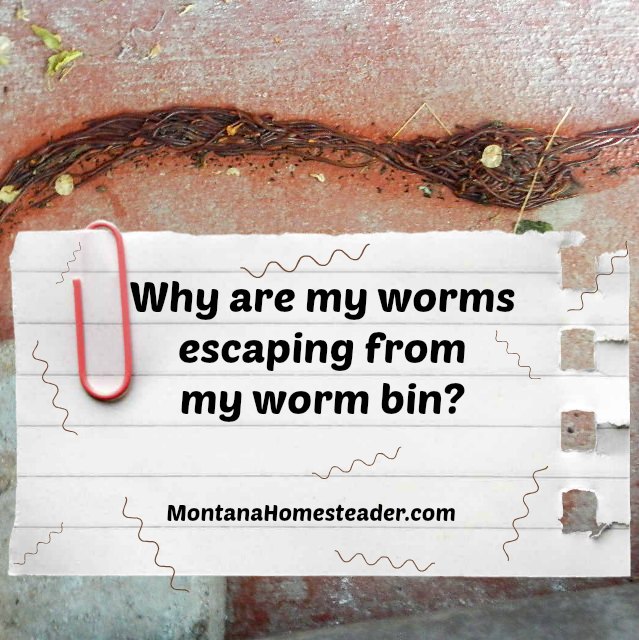 why are my worms escaping from my worm bin ? Find out why! | Montana Homesteader