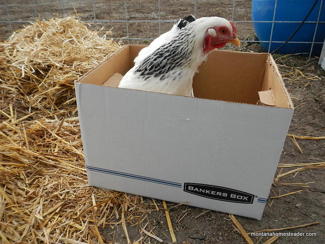 How to transport adult chickens in a car | Montana Homesteader