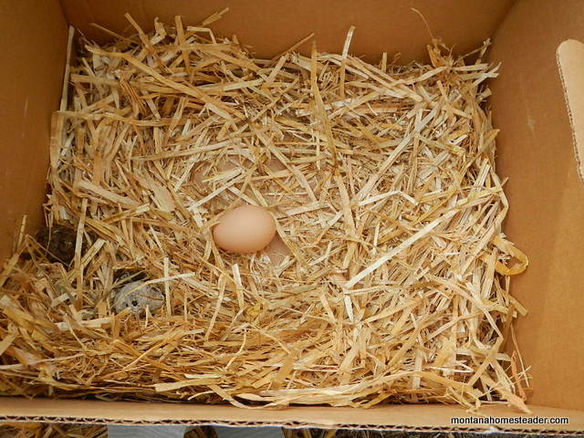 Wyandotte chicken laid an egg in a cardboard box | Montana Homesteader