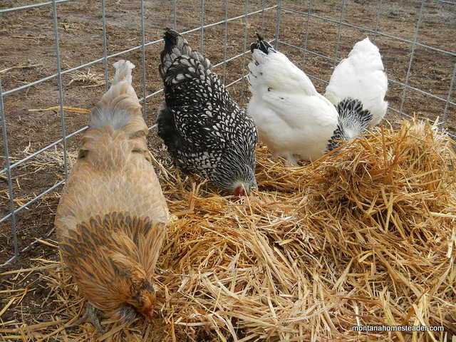 Adding new adult chickens to an existing flock | Montana Homesteader