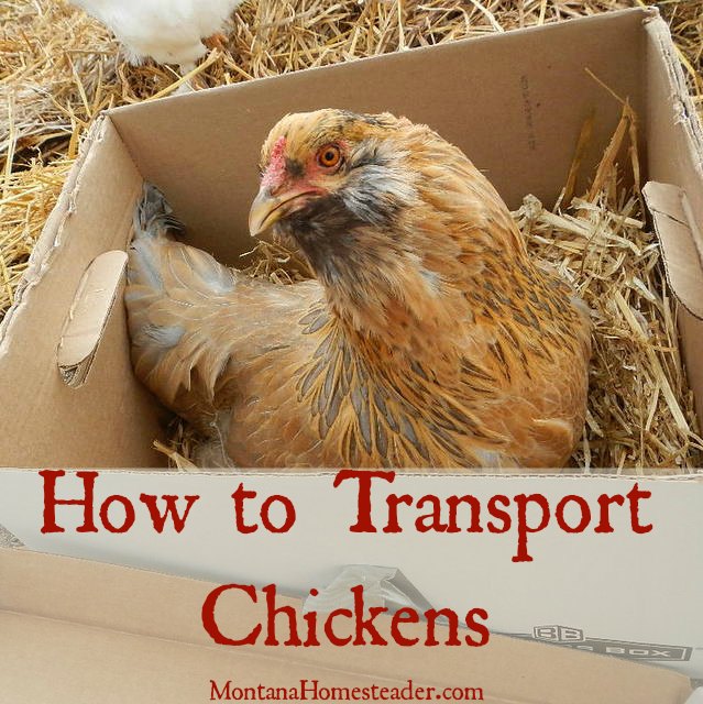 How to transport chickens in a car | Montana Homesteader
