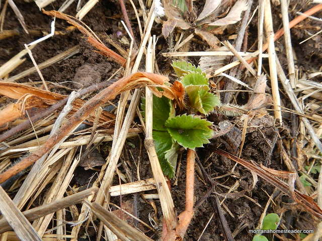Early spring strawberries starting to grow in the garden | Montana Homesteader