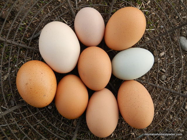 A mixed flock of chickens laying a beautiful mix of colors and sizes in eggs brown eggs cream eggs white eggs