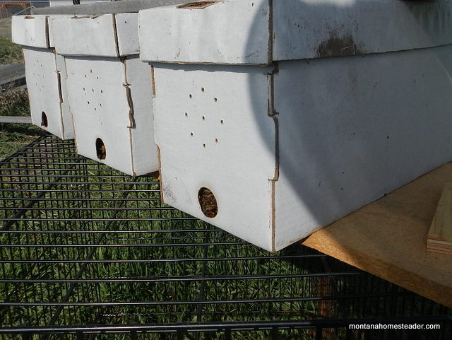 A nuc of honey bees compared to buying a package of honey bees | Montana Homesteader