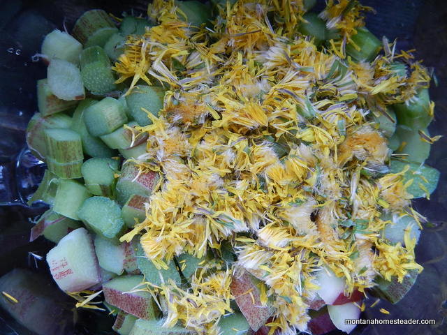 Chopped rhubarb and dandelion flowers for rhubarb dandelion pie- who knew dandelions could be so delicious! | Montana Homesteader