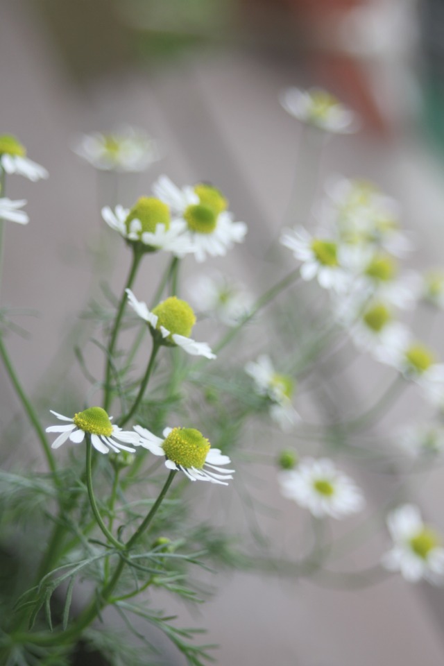 Chamomile Flowers and how to dry and use them in homemade herbal products | Montana Homesteader