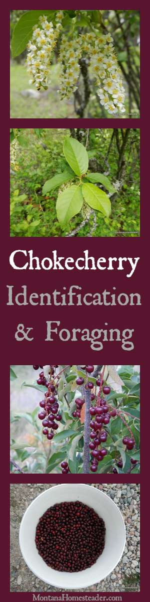 Chokecherry Identification & Foraging wild edibles and how to use chokecherries | Montana Homesteader