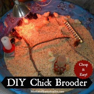 DIY cheap and easy chick brooder in a kiddie pool | Montana Homesteader