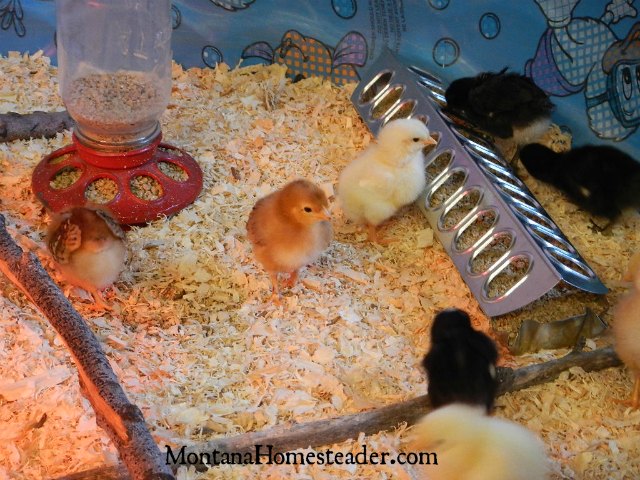 Different types of feeders to use in a chick brooder | Montana Homesteader