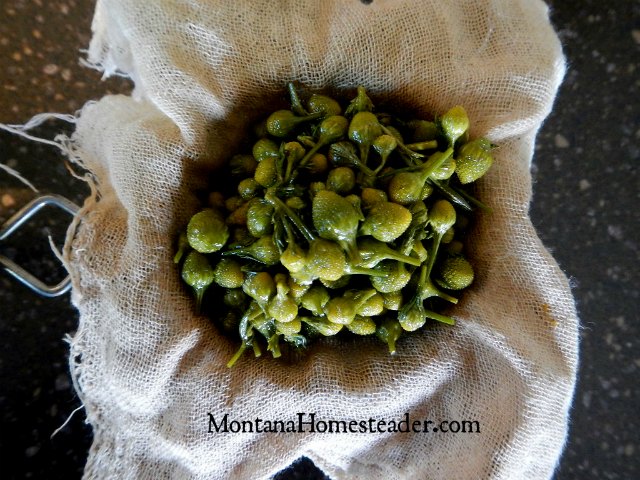 Making and straining an herb infused oil | Montana Homesteader