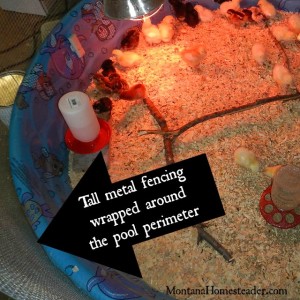 Using metal fencing to increase the height around the DIY chick brooder in a kids pool | Montana Homesteader