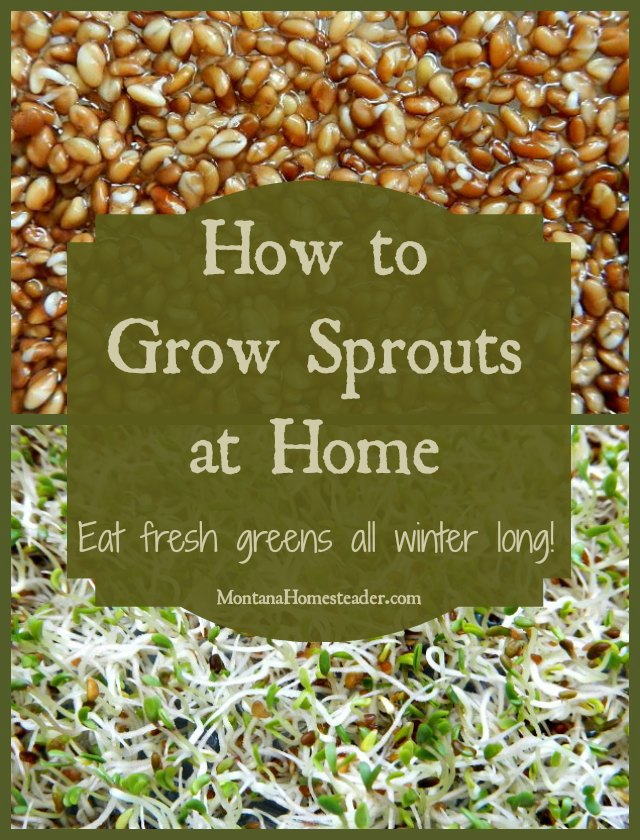 How to grow sprouts at home and eat fresh homegrown greens all winter long Montana Homesteader