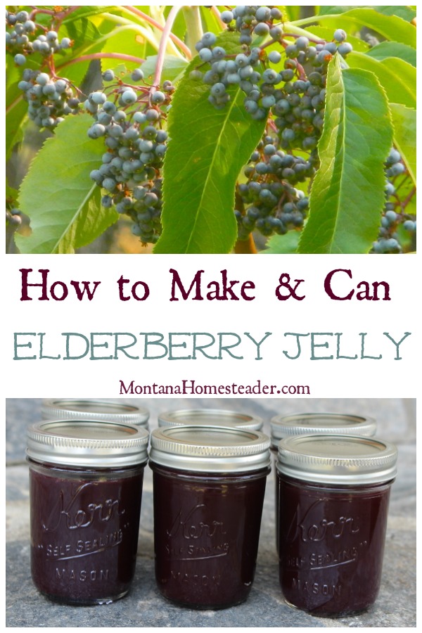 How to make and can elderberry jelly includes a picture of wild elderberries on the bush in the mountains and a picture of jars of homemade canned elderberry jelly