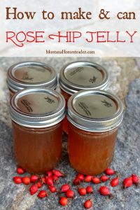 Jars of homemade canned rose hip jelly and fresh wild rose hips