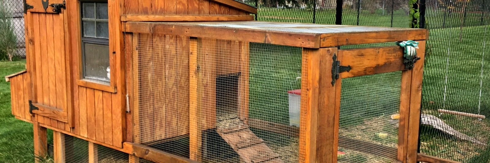 Raising chickens Montana Homesteader