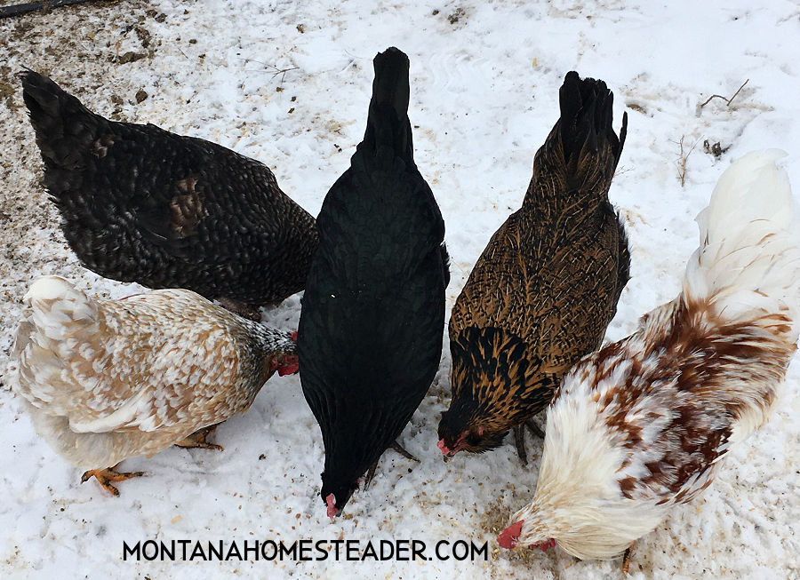 mixed flock of chickens and a sweedish flower hen rooster eating scratch in the snow on the homestead