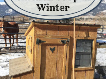 How to clean out a chicken coop in winter tips and tricks for cold weather coop cleaning